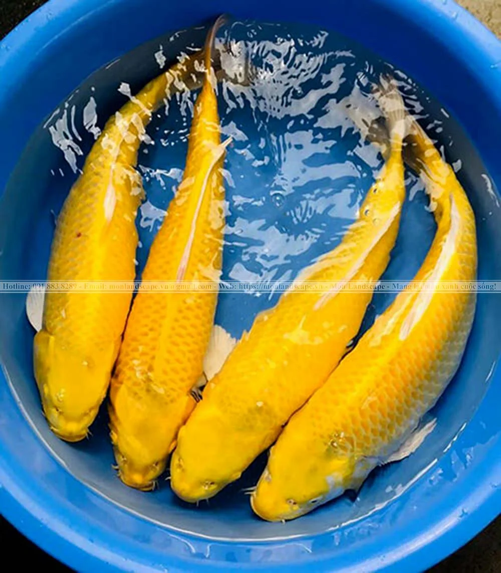 Ý nghĩa màu sắc ở cá koi