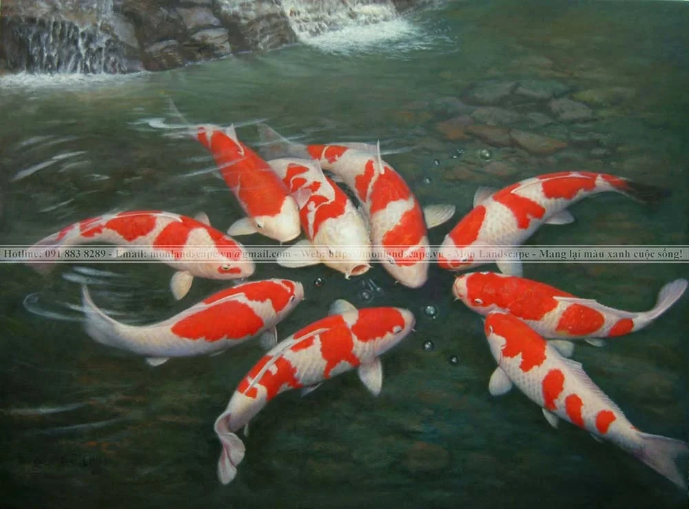 Ý nghĩa màu sắc ở cá koi
