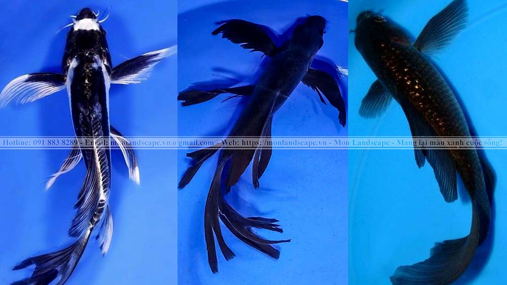 Ý nghĩa màu sắc ở cá koi