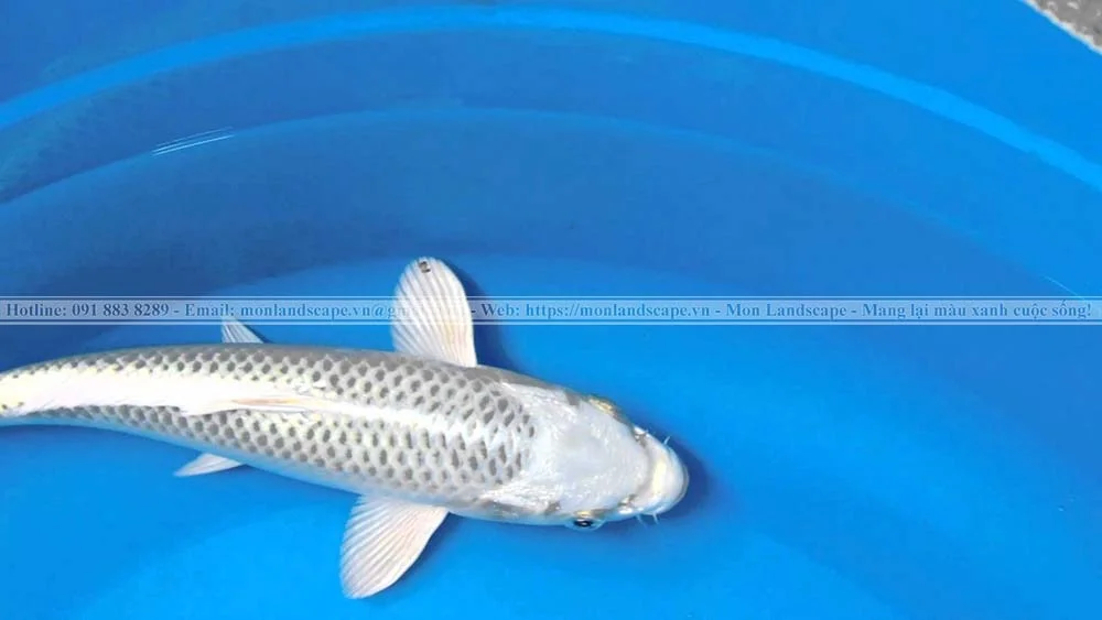 Ý nghĩa màu sắc ở cá koi