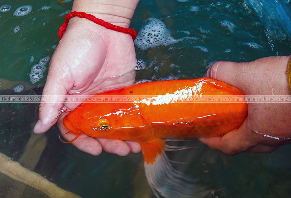 Ý nghĩa màu sắc ở cá koi