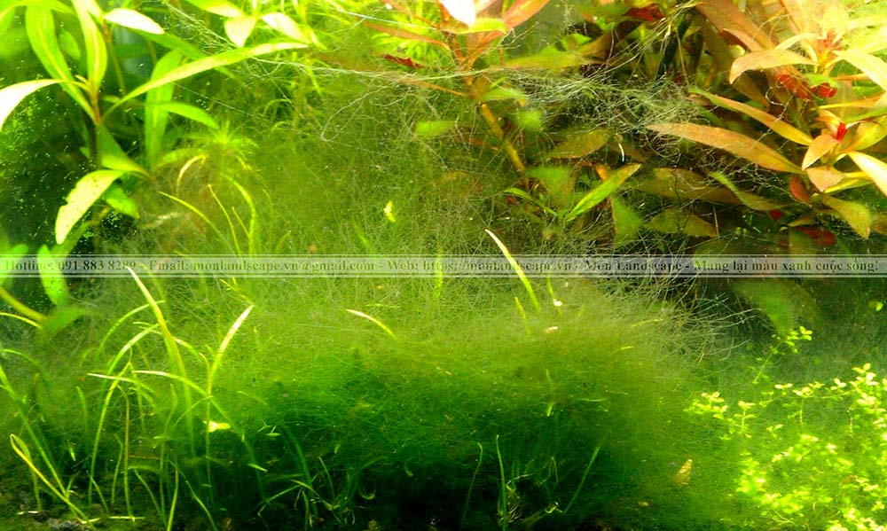 Nguyên nhân và điều trị nấm trắng ở cá koi Nguyên nhân và điều trị nấm trắng ở cá koi