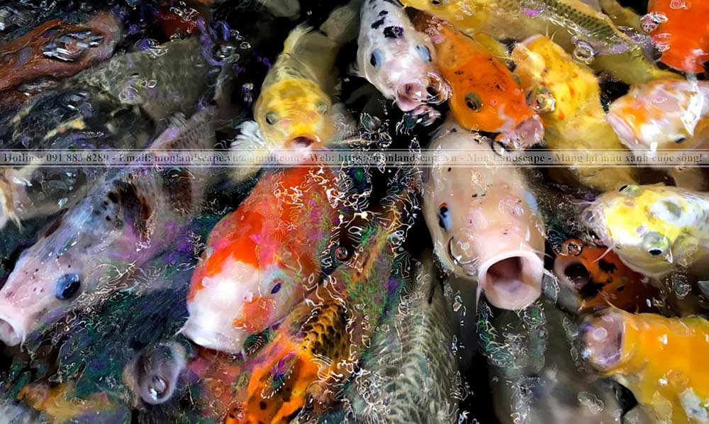 Nguyên nhân và điều trị nấm trắng ở cá koi Nguyên nhân và điều trị nấm trắng ở cá koi