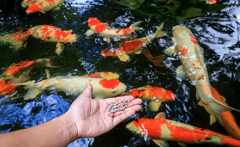 Nguyên nhân và điều trị nấm trắng ở cá koi Nguyên nhân và điều trị nấm trắng ở cá koi