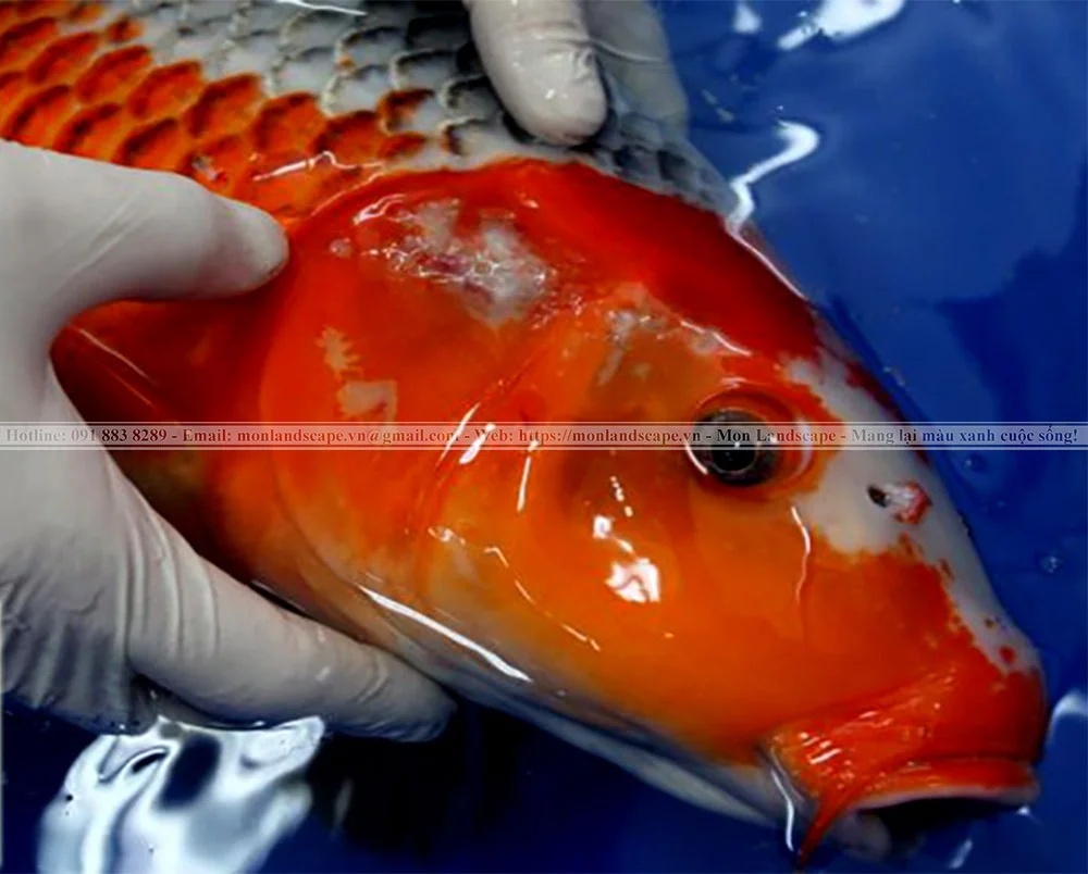 Nguyên nhân và điều trị nấm trắng ở cá koi Nguyên nhân và điều trị nấm trắng ở cá koi
