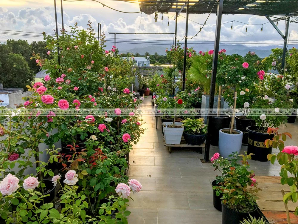 Cấu tạo của một vườn trên mái