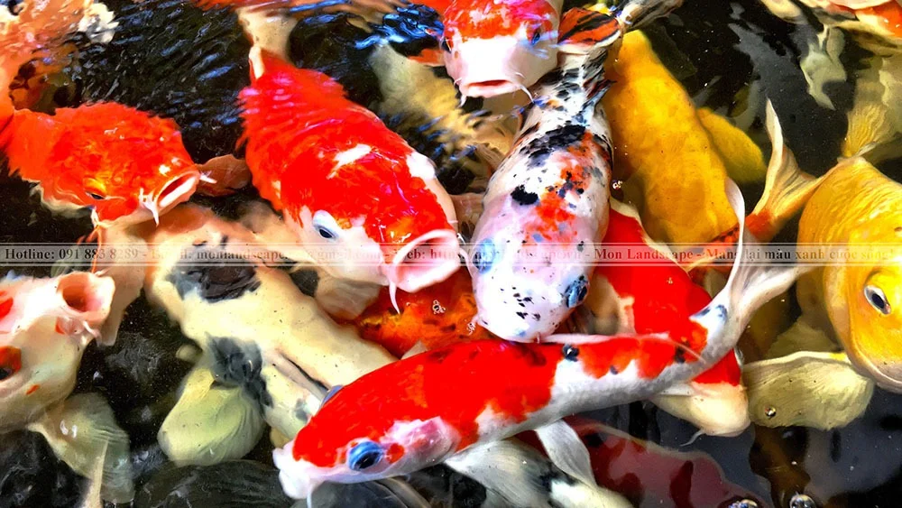 Nhận biết về điều trị bệnh ngủ ở cá koi