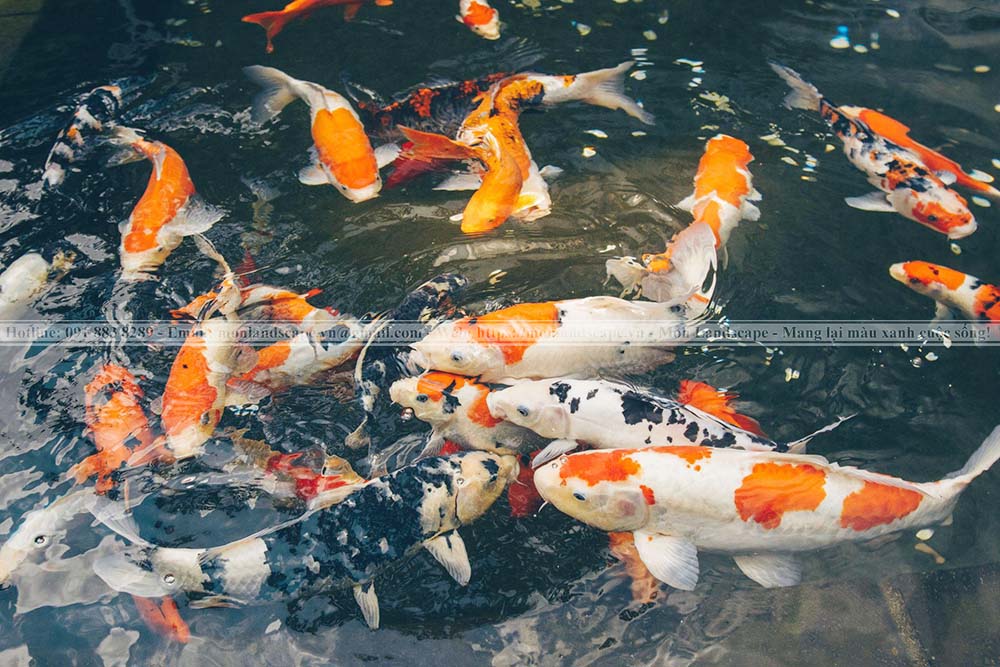 Nhận biết về điều trị bệnh ngủ ở cá koi