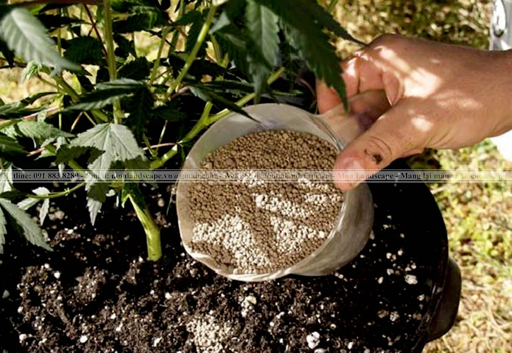 Kinh nghiệm chăm sóc cây cảnh sân vườn