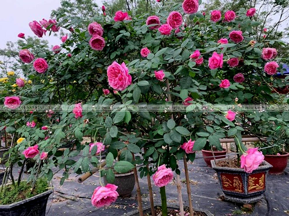Kĩ thuật chăm sóc cây hoa hồng
