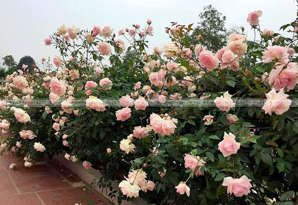 Kĩ thuật chăm sóc cây hoa hồng