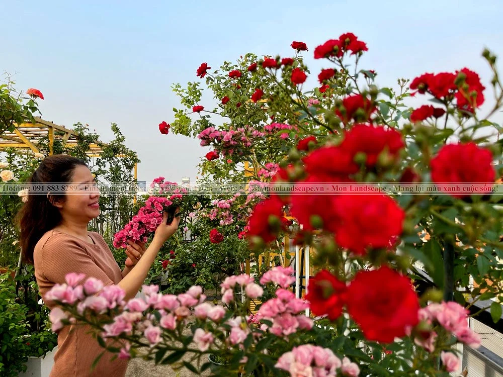 Kĩ thuật chăm sóc cây hoa hồng