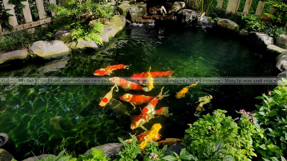 Làm thế nào để kéo dài tuổi thọ cá koi?