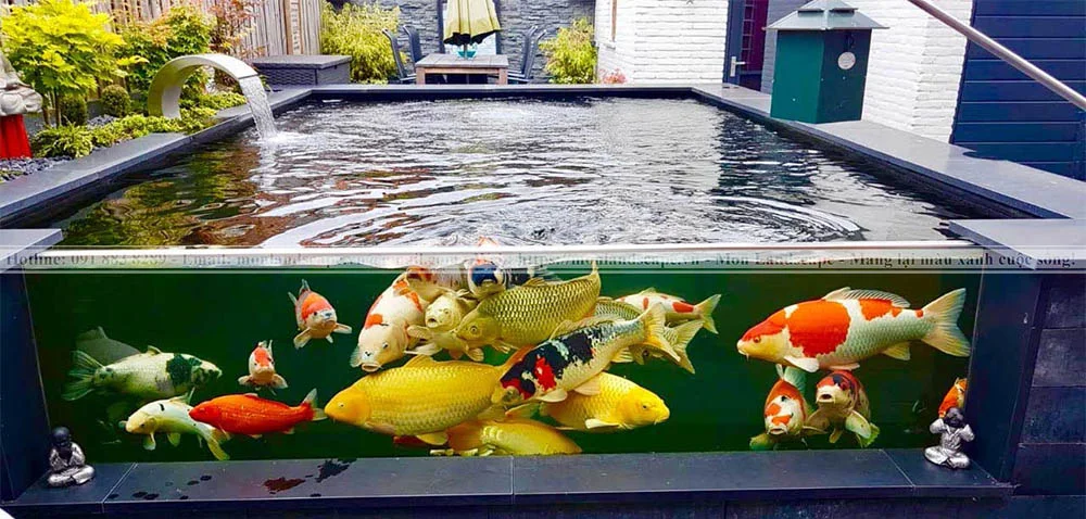 Thiết kế hồ cá koi bằng kính