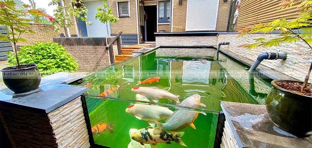 Thiết kế hồ cá koi bằng kính