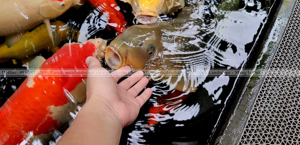 Thức ăn giúp cá koi lên màu đẹp hơn