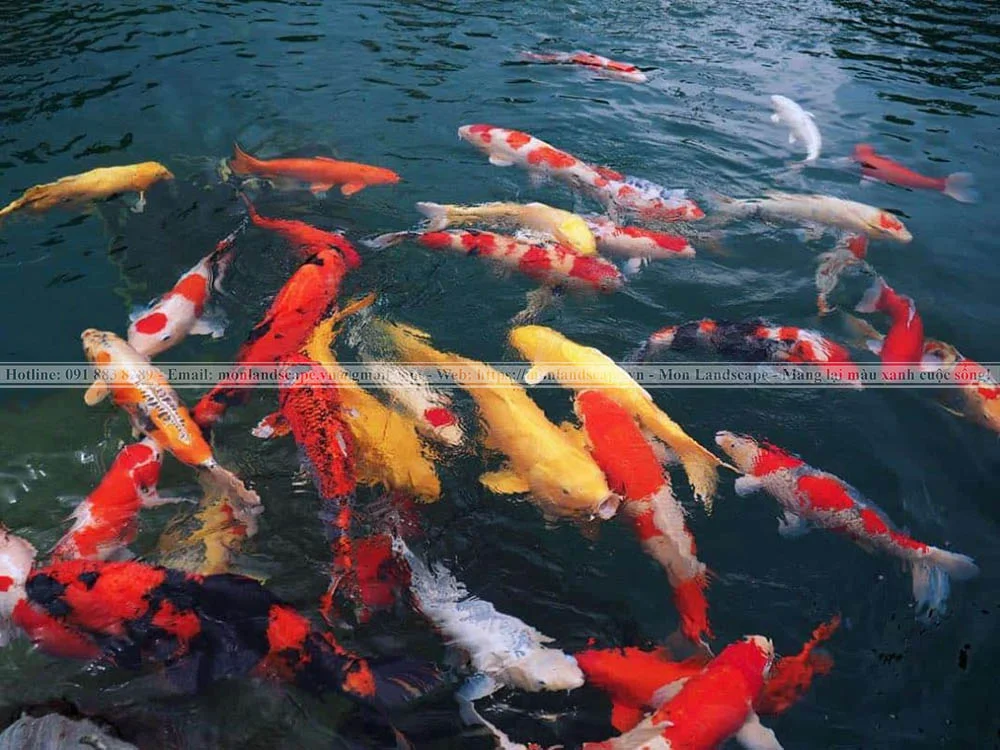 Thức ăn giúp cá koi lên màu đẹp hơn