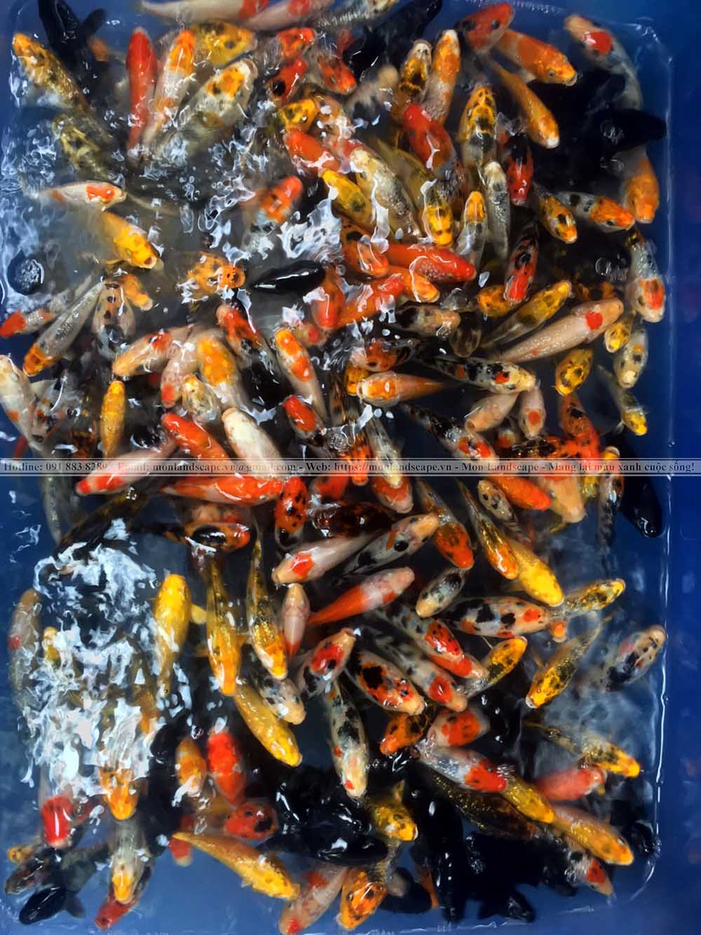 Thức ăn giúp cá koi lên màu đẹp hơn