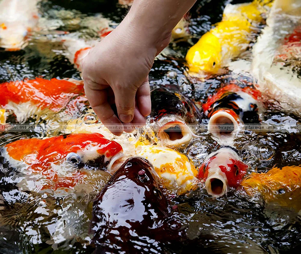 Thức ăn giúp cá koi lên màu đẹp hơn