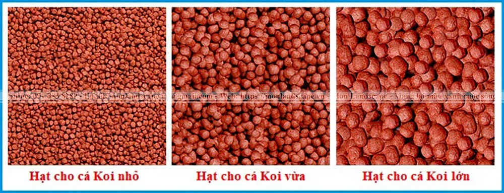 Thức ăn giúp cá koi lên màu đẹp hơn