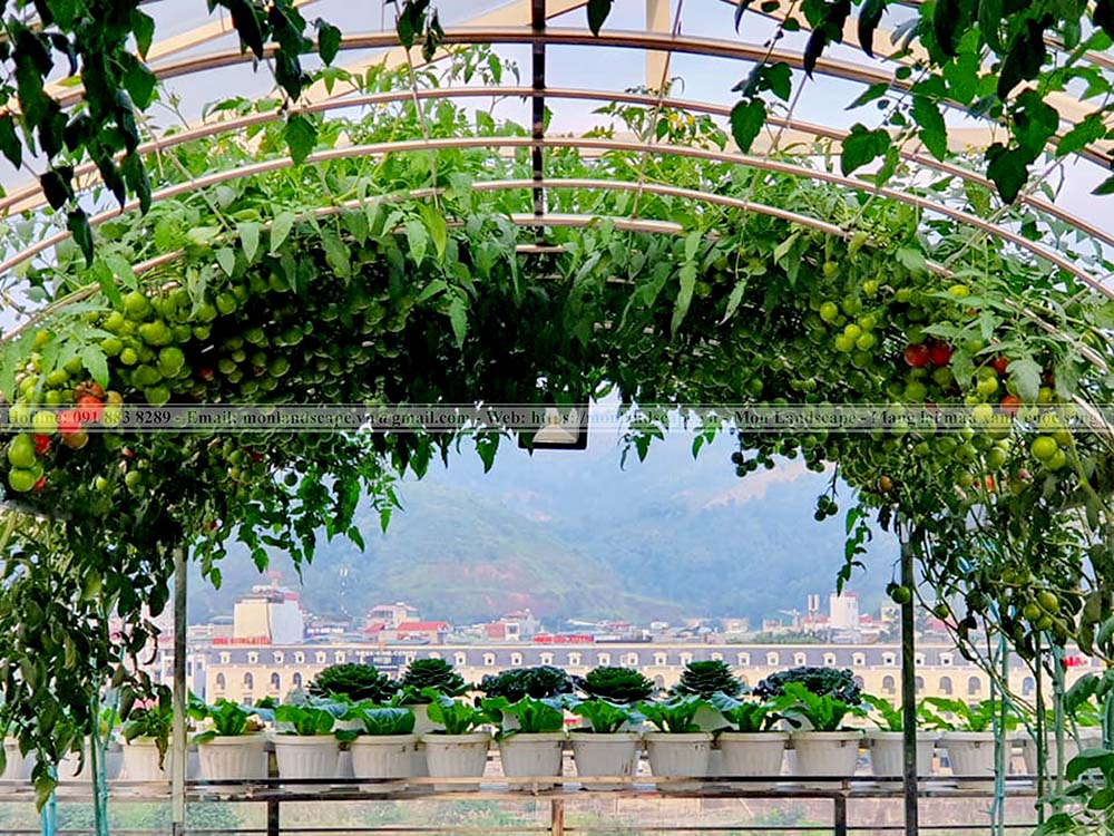 Trồng cây to trên sân thượng lưu ý điều gì?