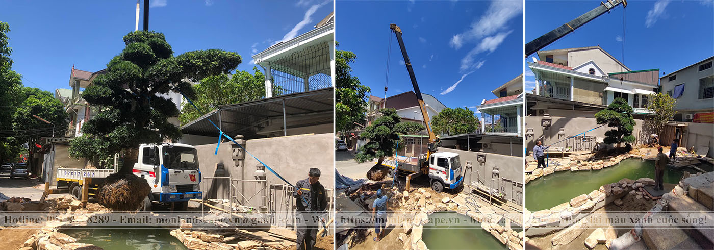 Trồng cây to, cây bóng mát trong sân vườn