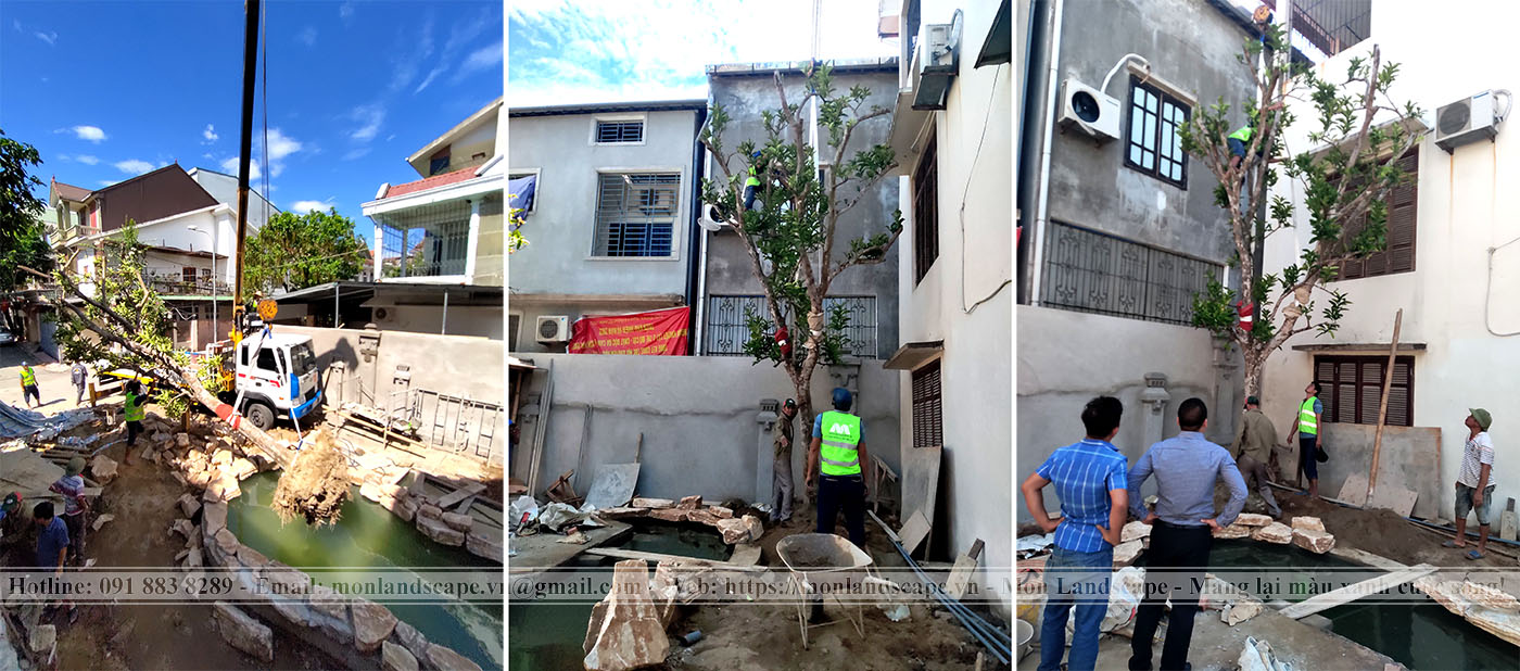 Trồng cây to, cây bóng mát trong sân vườn