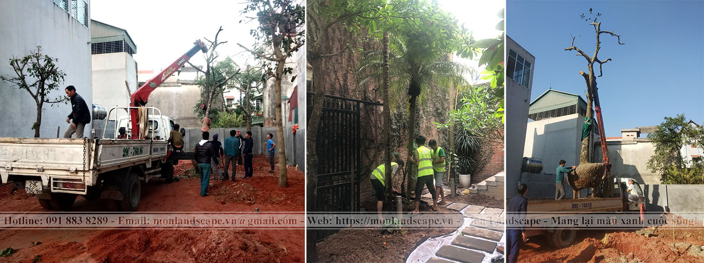 Trồng cây to, cây bóng mát trong sân vườn