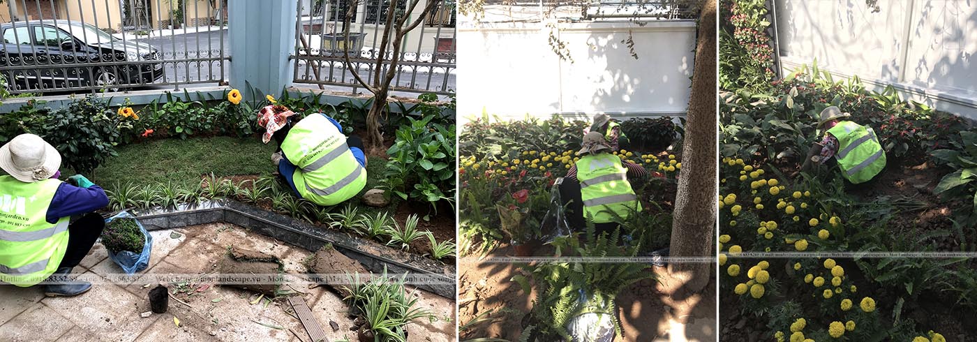 Hạng mục trồng cây bụi, cây thảm trong sân vườn