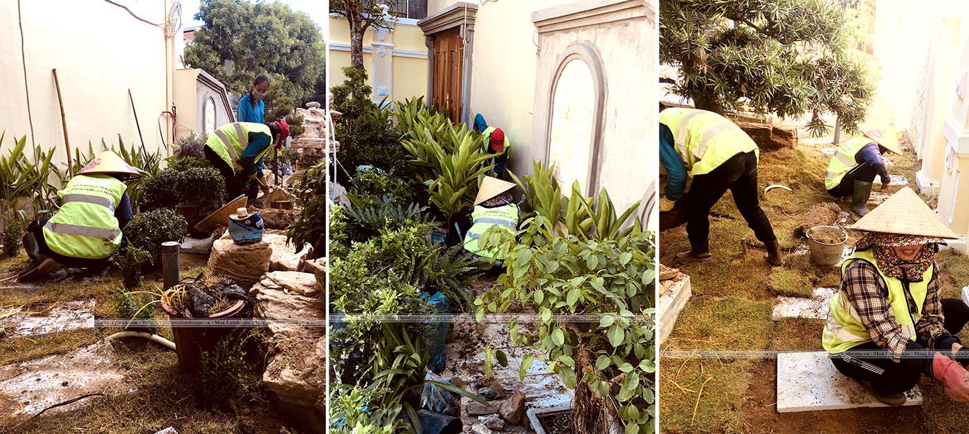 Hạng mục trồng cây bụi, cây thảm trong sân vườn